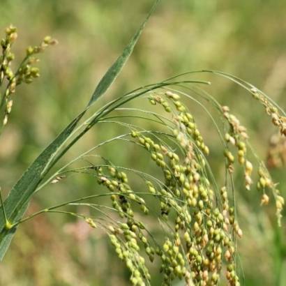 Varai Varai (Proso Millet) Seeds – Hide Out Farm India