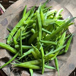 Bitter Beans Monsoon Seeds