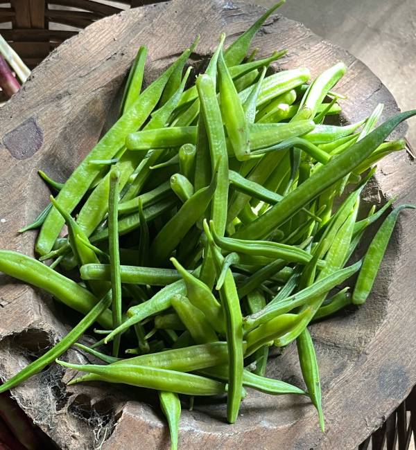 Bitter Beans Monsoon Seeds