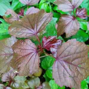 Red Ambadi (Perennial) Seeds