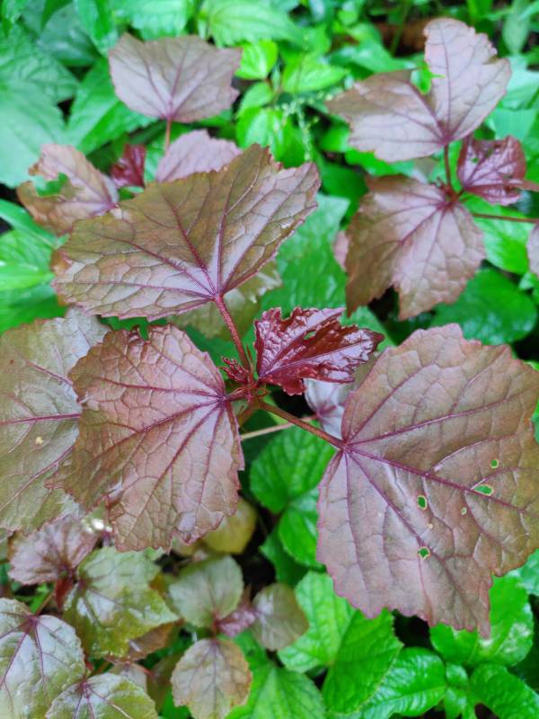 Red Ambadi (Perennial) Seeds